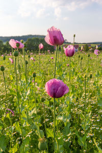 Close-up of pink flowering plants on field