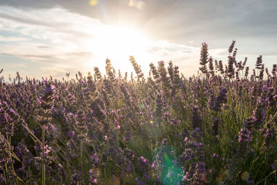 Purple flowering plants on field against sky during sunset