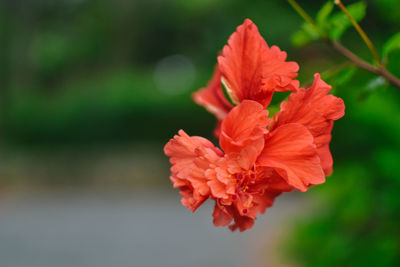 Close-up of red hibiscus blooming outdoors