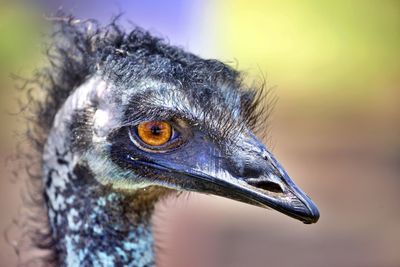 Close-up of an ostrich 