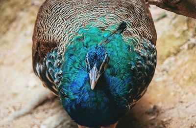 Close-up of peacock