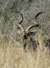 Close-up of deer on field