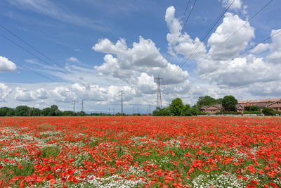 Scenic view of flowering field against sky