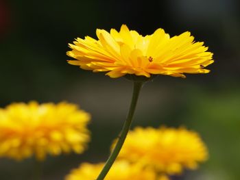 Close-up of yellow cosmos flower blooming outdoors