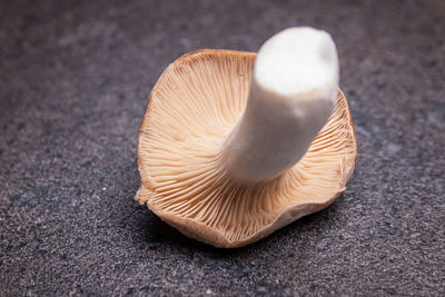 High angle view of a mushrooms