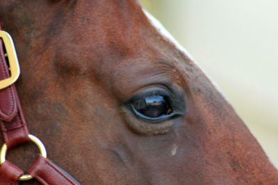 Close-up of a horse