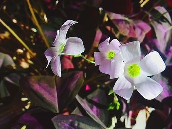 Close-up of purple flowers