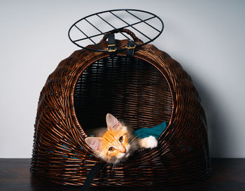 Portrait of cat in basket