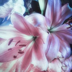 Close-up of fresh flowers blooming outdoors