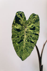 Close-up of green leaves against white background