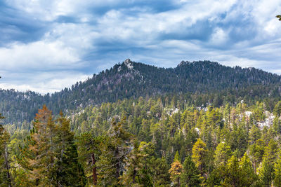 Scenic view of forest against sky