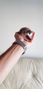 Cropped hand of man holding hedgehog against wall