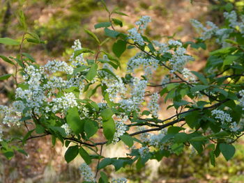 Close-up of flowers blooming on tree