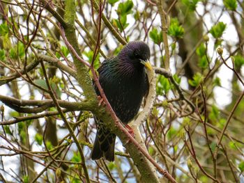 Low angle view of bird perching on branch