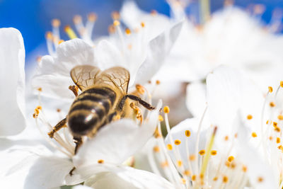 Close-up of honey bee pollinating on white flower