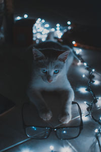 Close-up portrait of cat in darkroom