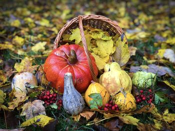 Wooden basket filled with different pumpkins spilled on yellow leaves fallen on the ground