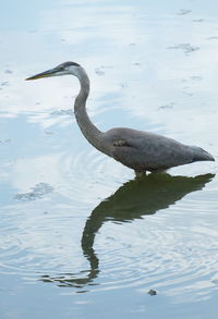 High angle view of bird in lake