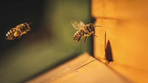Close-up of bee pollinating on flower