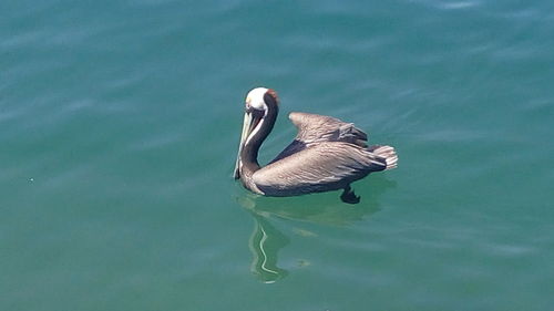 Swan swimming in lake