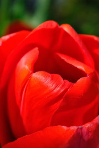 Close-up of red tulip