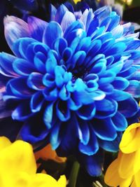 Close-up of blue flowers blooming outdoors