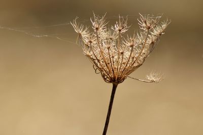 Close-up of dried plant