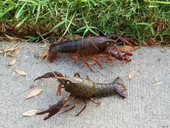 High angle view of crab on beach