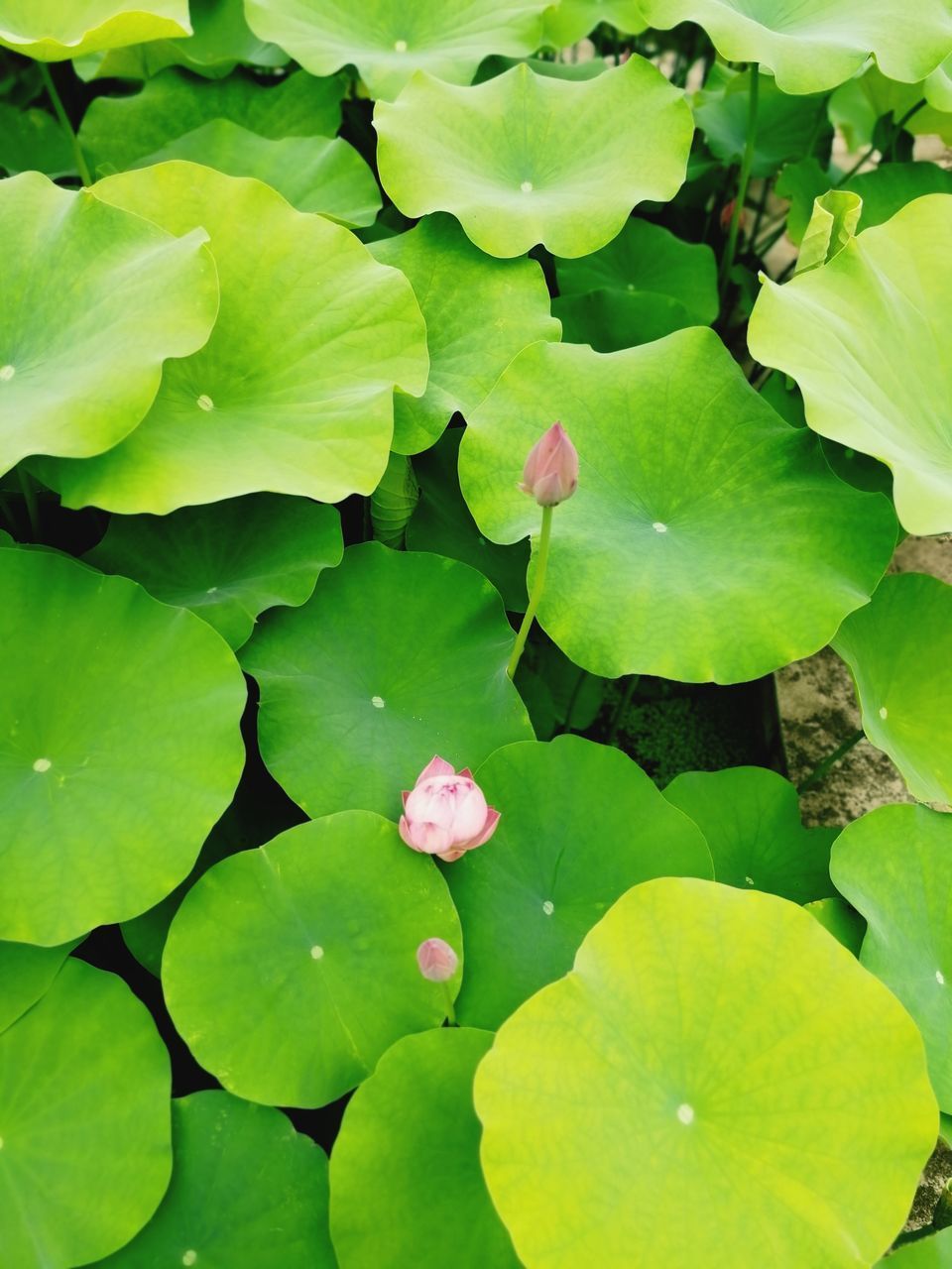 HIGH ANGLE VIEW OF LOTUS WATER LILY LEAVES