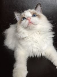 Close-up portrait of cat