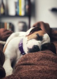 Close-up of dog resting on bed at home