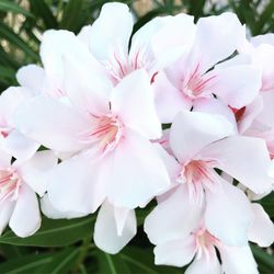 Close-up of white cherry blossoms