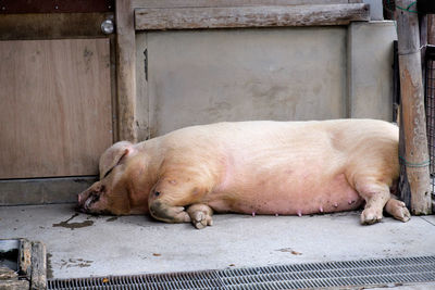 Dog sleeping on couch