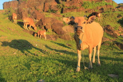 Cows grazing in a field