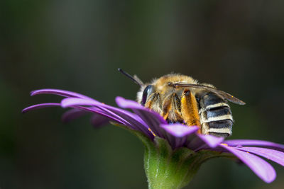 Close-up of bee on purple flower