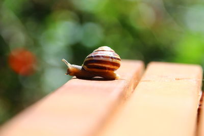 Close-up of snail