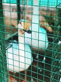 Close-up of bird perching in cage