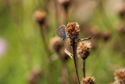 Close-up of butterfly on wilted flower 