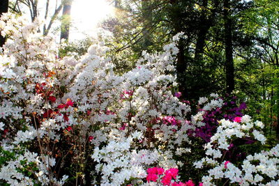 Low angle view of flowers on tree
