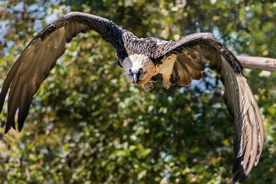 flying