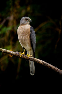 Close-up of bird perching on branch