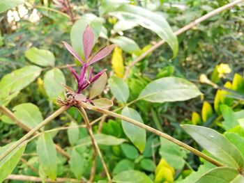 Close-up of insect on plant