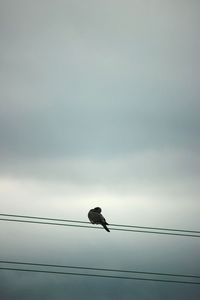 Low angle view of bird perching on cable