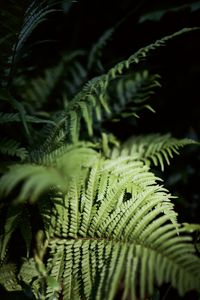 Close-up of fern leaves