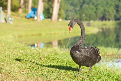 Swan in a lake