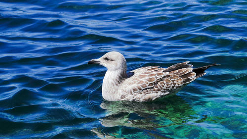 Close-up of duck in lake