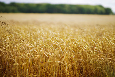 View of wheat field