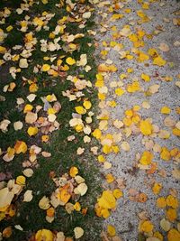 Full frame shot of autumn leaves