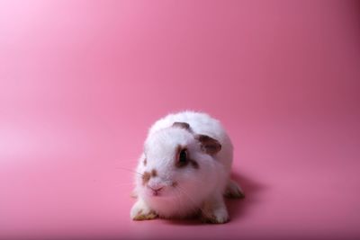 Close-up of a rabbit over pink background