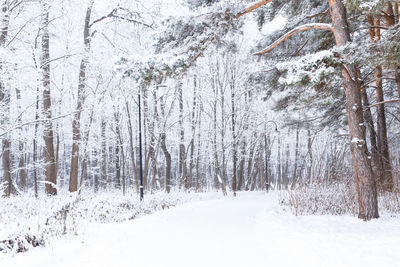 Snow covered land and trees in forest